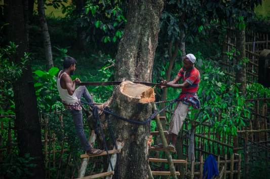 Two people cutting a tree